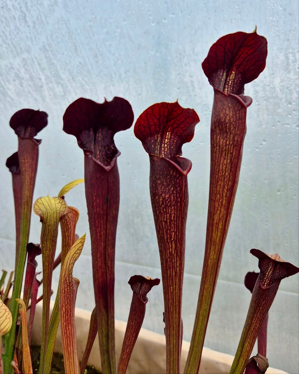 Sarracenia alata dark red tube, Desoto, West Louisiana