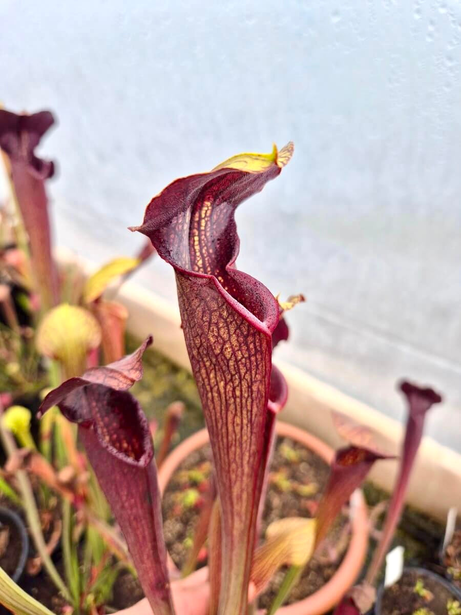 Sarracenia alata dark red tube, Desoto, West Louisiana
