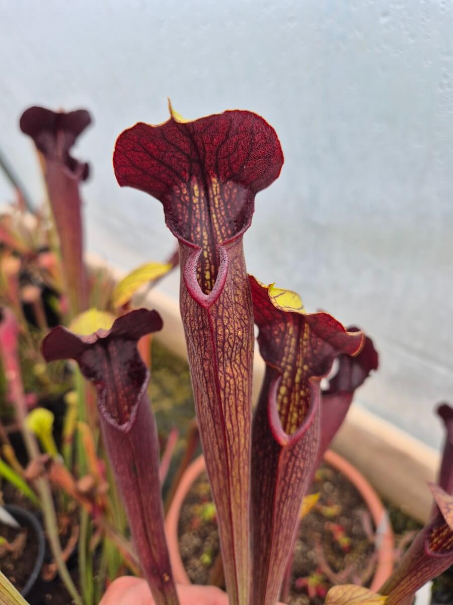Sarracenia alata dark red tube, Desoto, West Louisiana