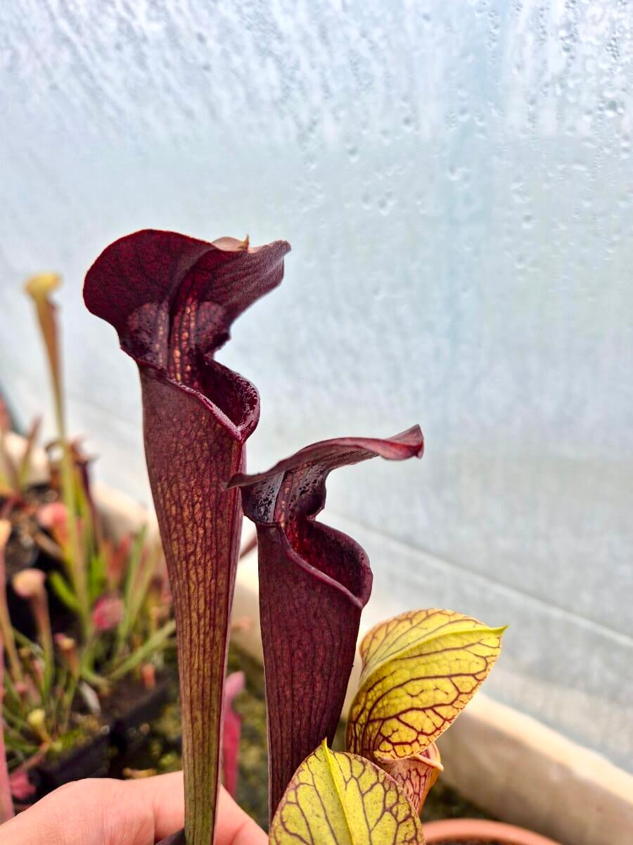 Sarracenia alata dark red tube, Desoto, West Louisiana