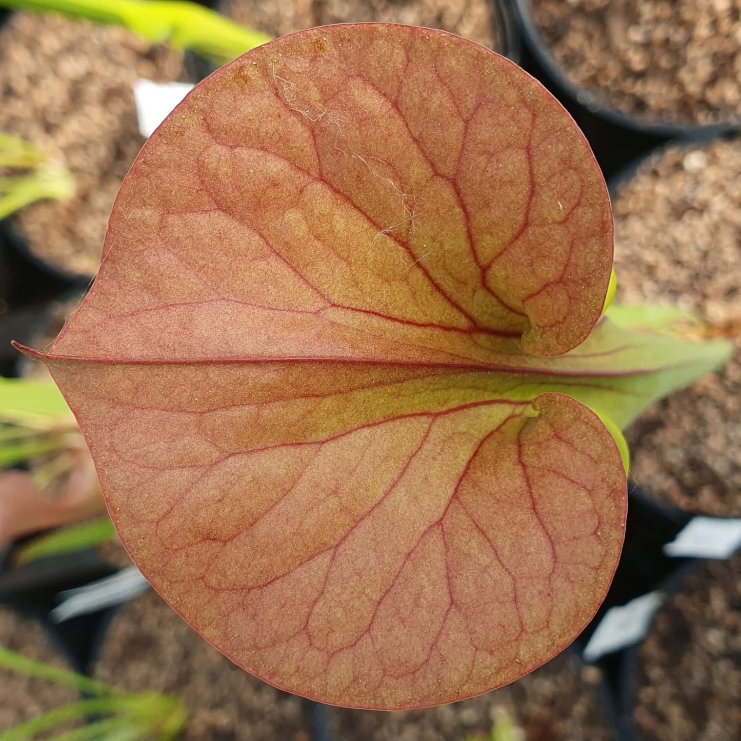 Sarracenia flava var. cuprea, Old Dock, Columbus Co CARNIVORE DE SOLOGNE
