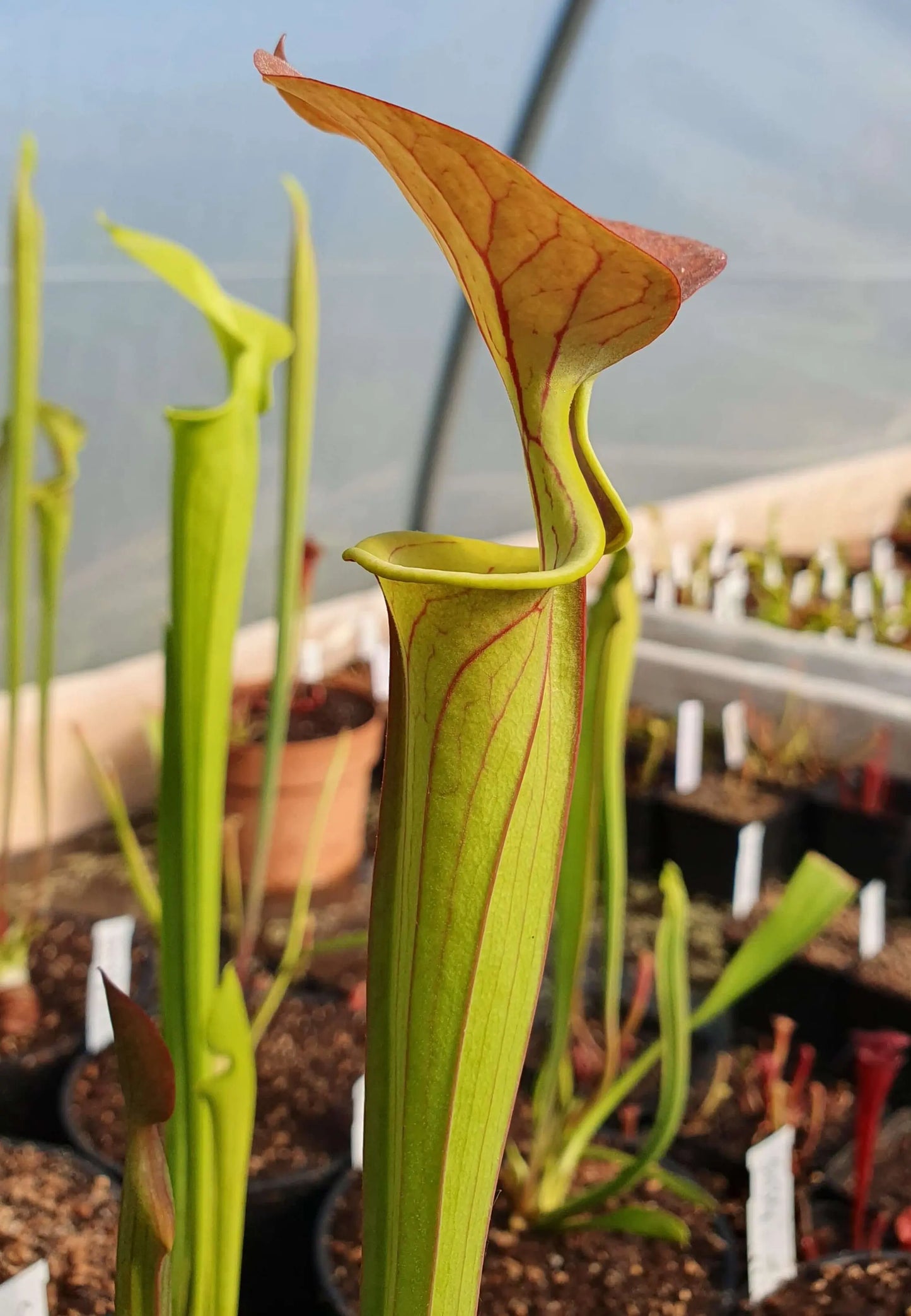 Sarracenia flava var. cuprea, Old Dock, Columbus Co CARNIVORE DE SOLOGNE