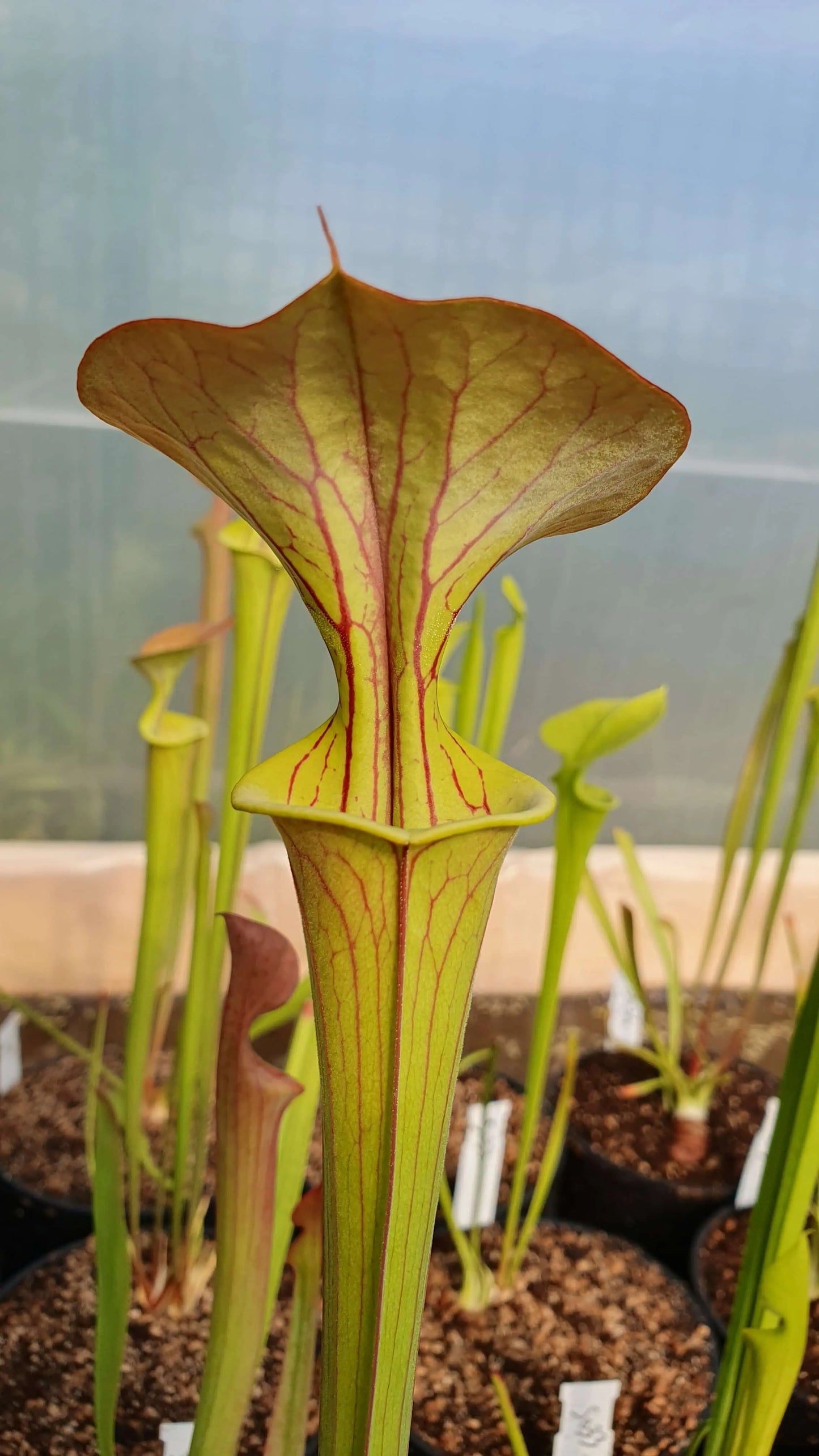 Sarracenia flava var. cuprea, Old Dock, Columbus Co CARNIVORE DE SOLOGNE