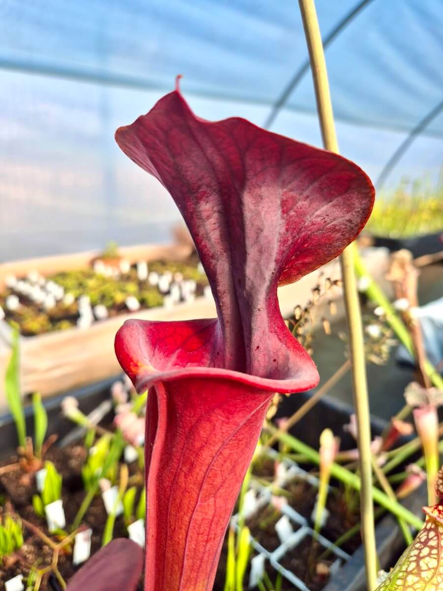 Sarracenia flava var. atropurpurea All Red Form, Blackwater River State Forest, FL (F27A MK)