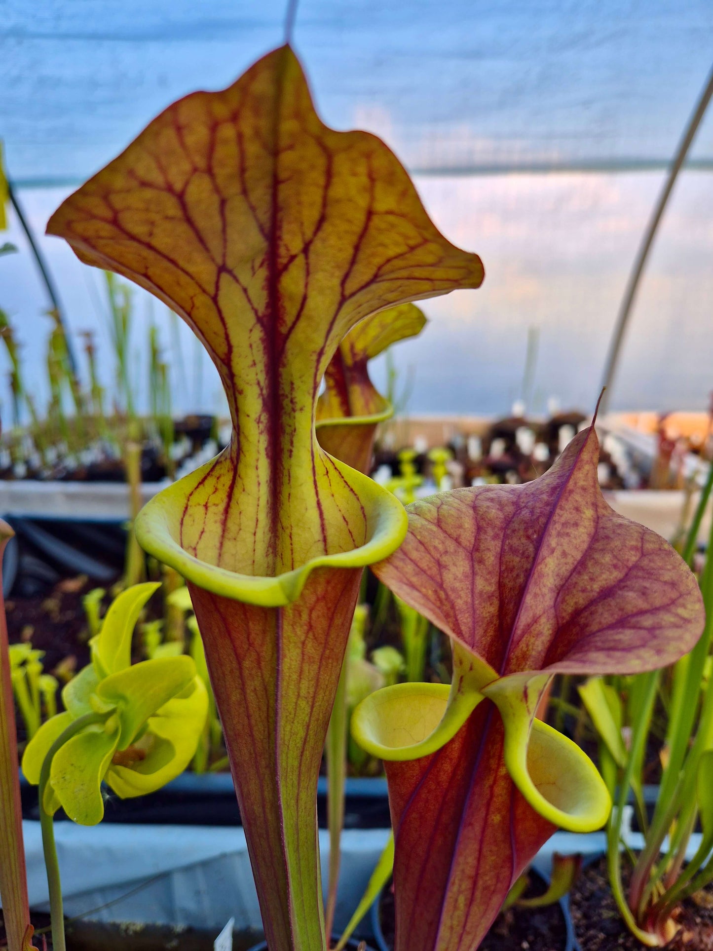 Sarracenia flava var. atropurpurea 'Waccamaw'
