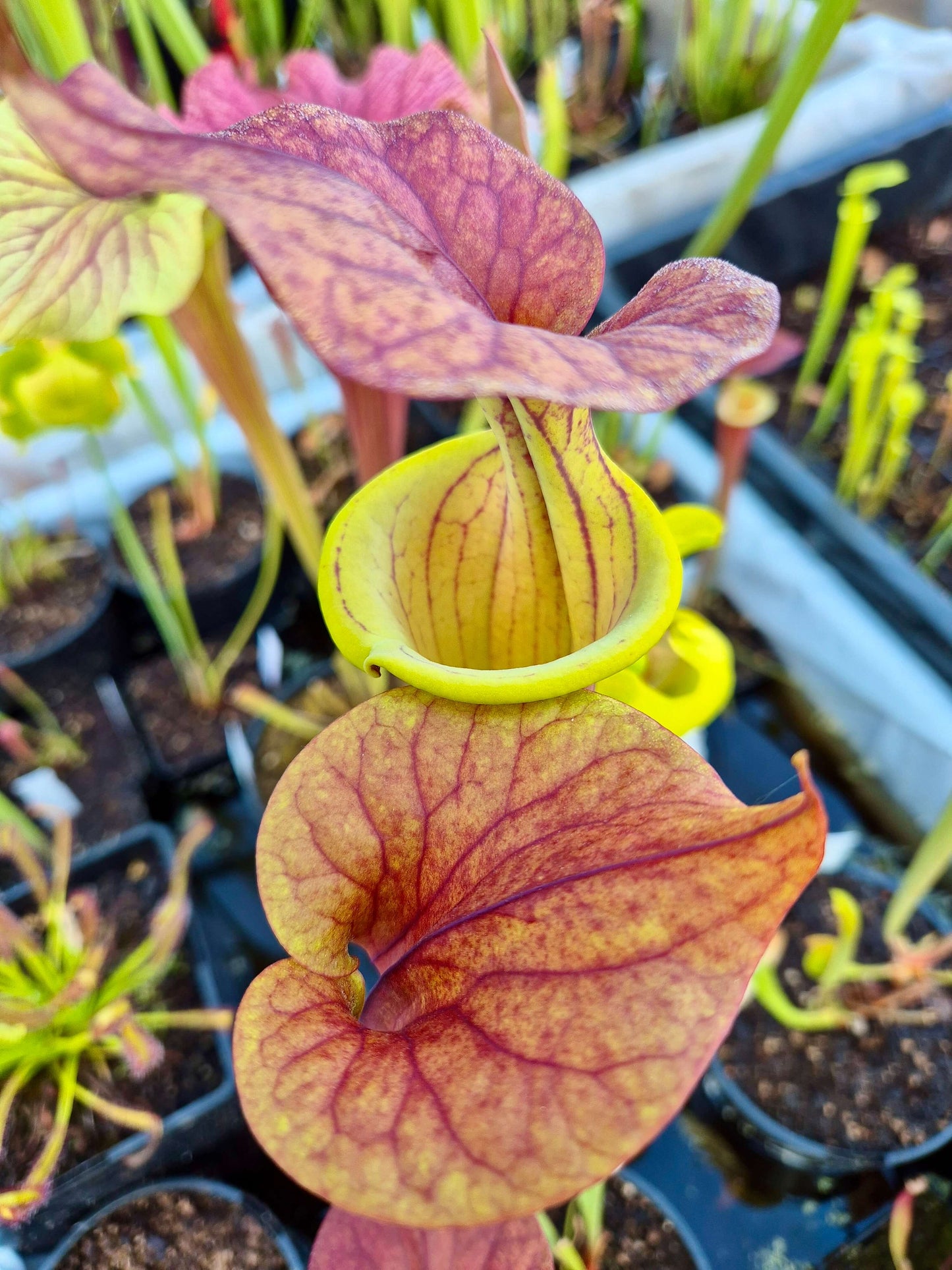 Sarracenia flava var. atropurpurea 'Waccamaw'