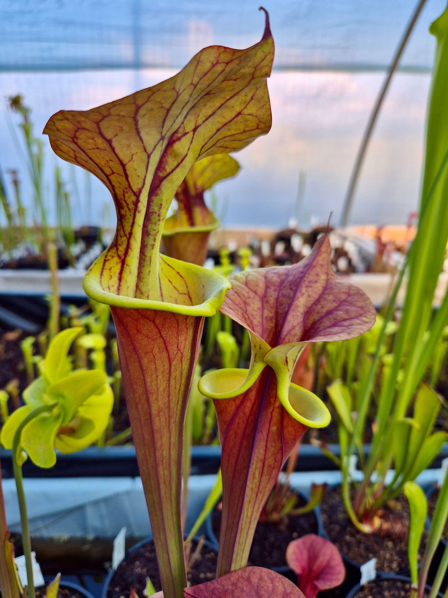 Sarracenia flava var. atropurpurea 'Waccamaw'