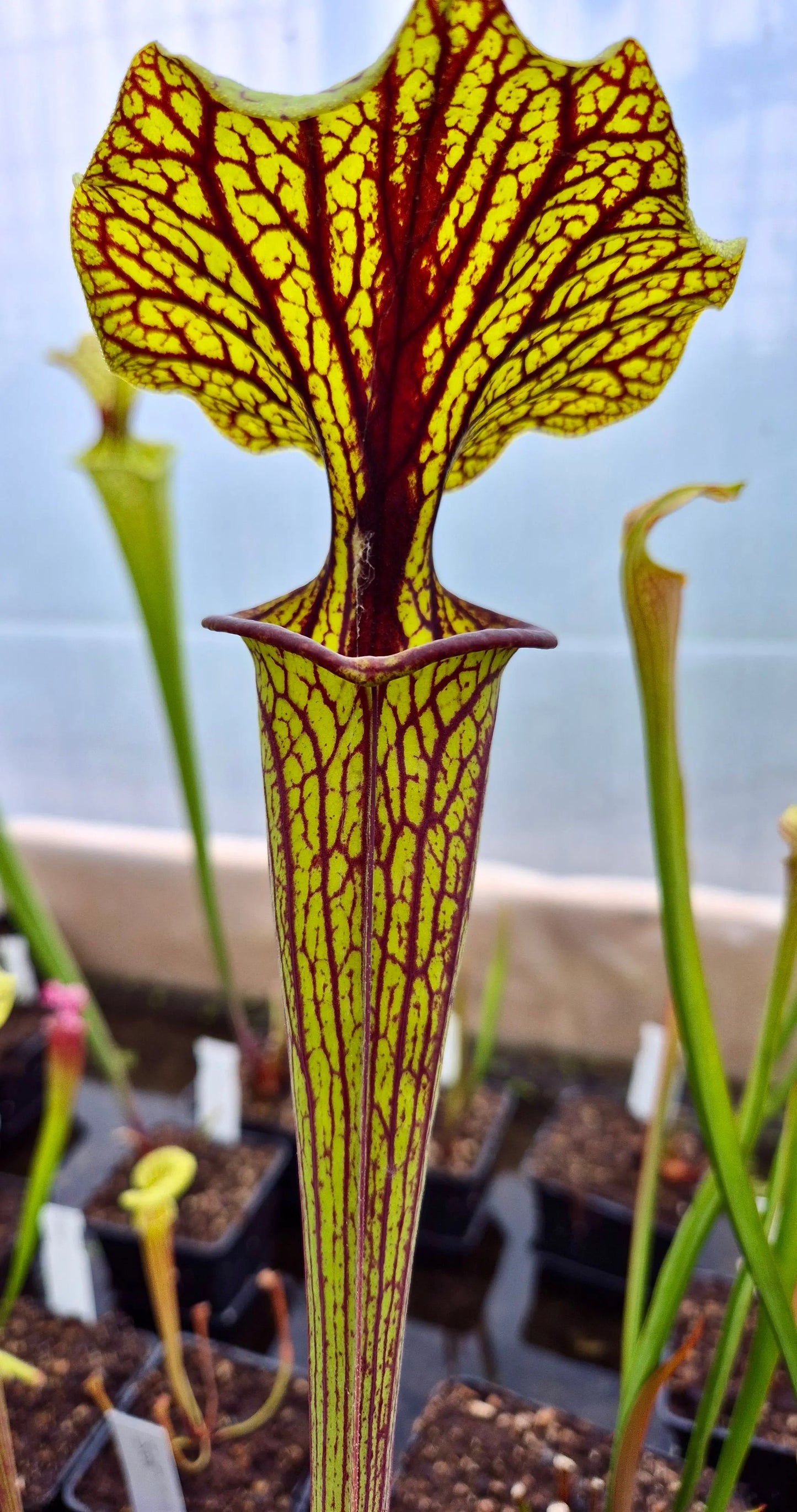 Sarracenia flava var. ornata “Mega Ornata” CARNIVORE DE SOLOGNE