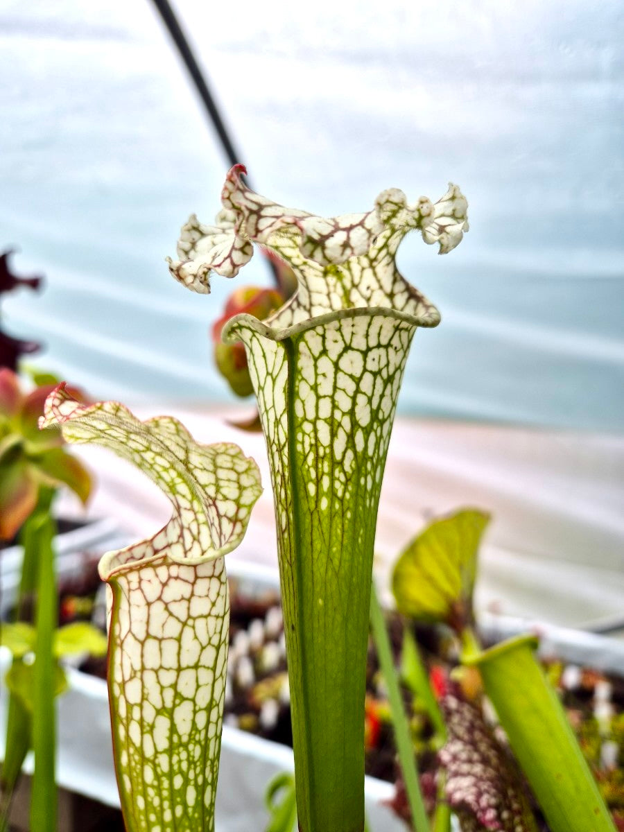 Sarracenia leucophylla, urnes blanches veinées, plantes carnivore