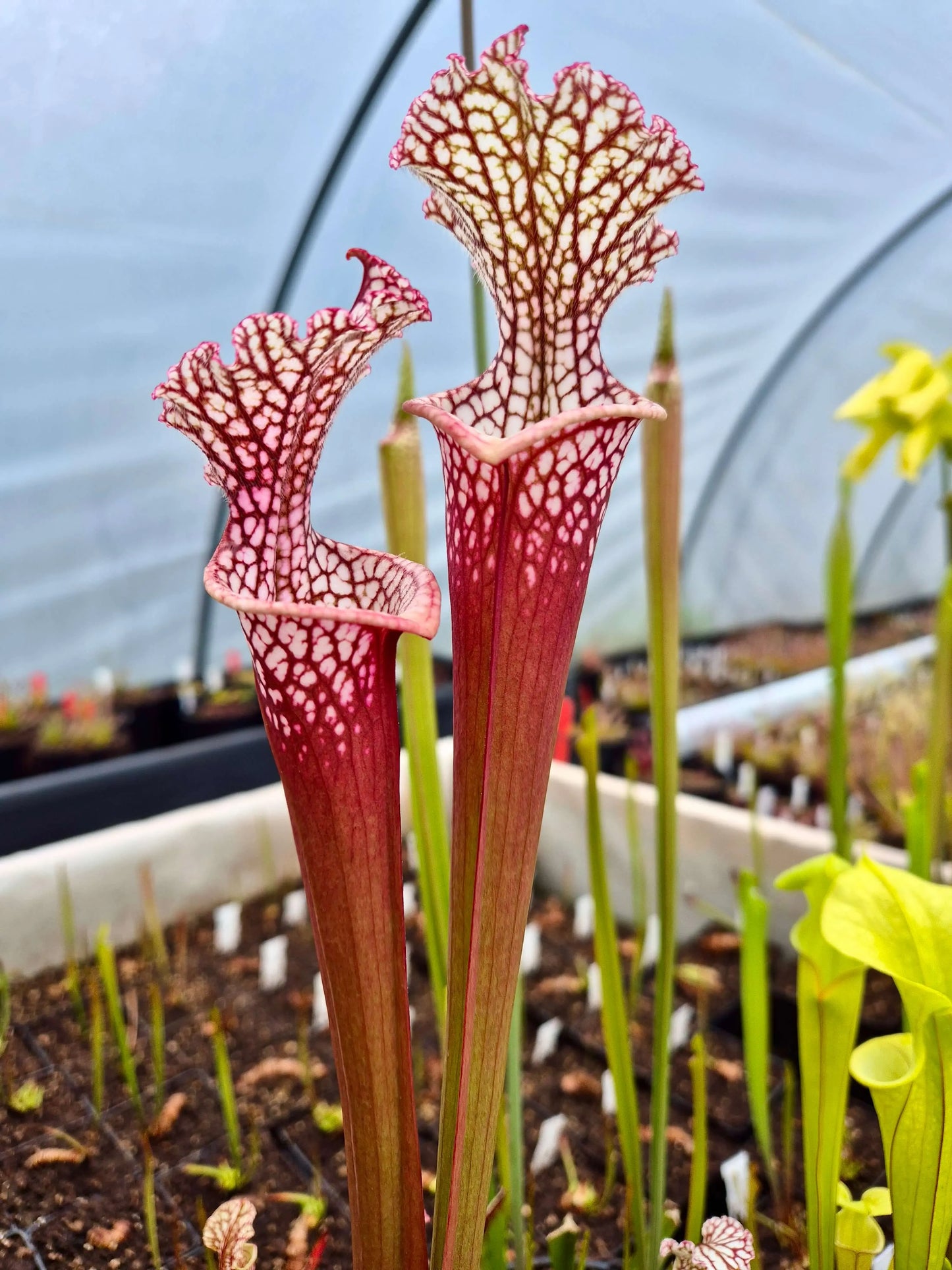 Sarracenia leucophylla "Bubble Gum" CDS#69 CARNIVORE DE SOLOGNE