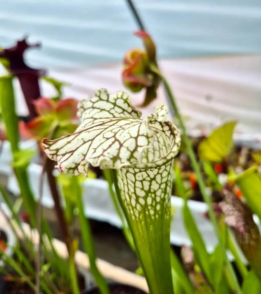 Sarracenia leucophylla Live Oak Creek, Eglin Airforce Base, Okaloosa County, Florida WS (L88B MK) CARNIVORE DE SOLOGNE