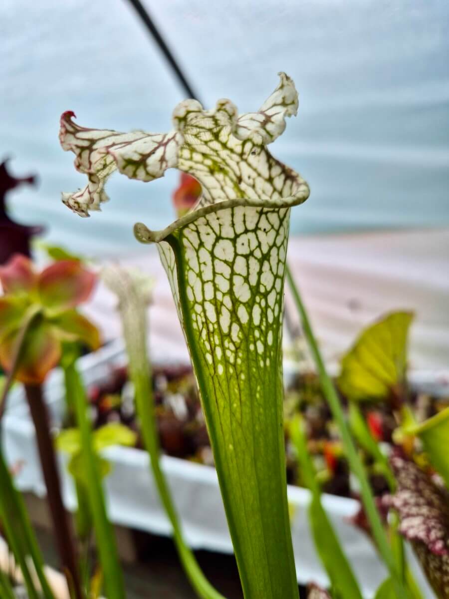 Sarracenia leucophylla Live Oak Creek, Eglin Airforce Base, Okaloosa County, Florida WS (L88B MK)