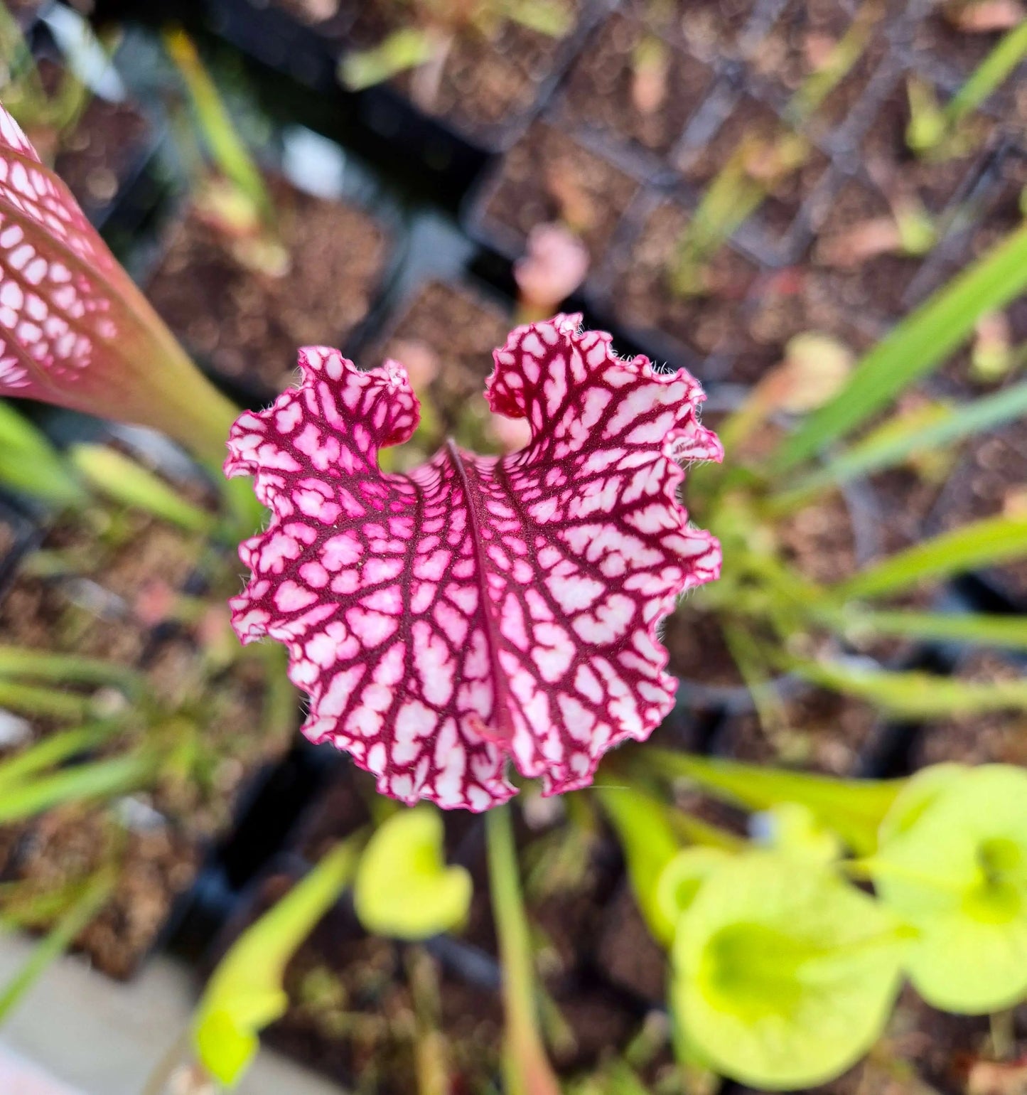 Sarracenia leucophylla "Bubble Gum" CDS#69 CARNIVORE DE SOLOGNE