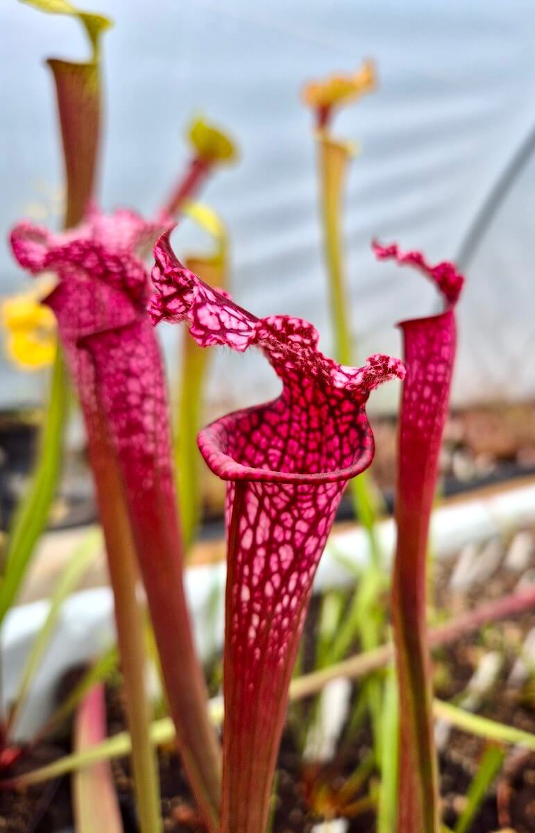 Sarracenia leucophylla "Burgundy" Red & White, Phil Sheridan (L57MK)