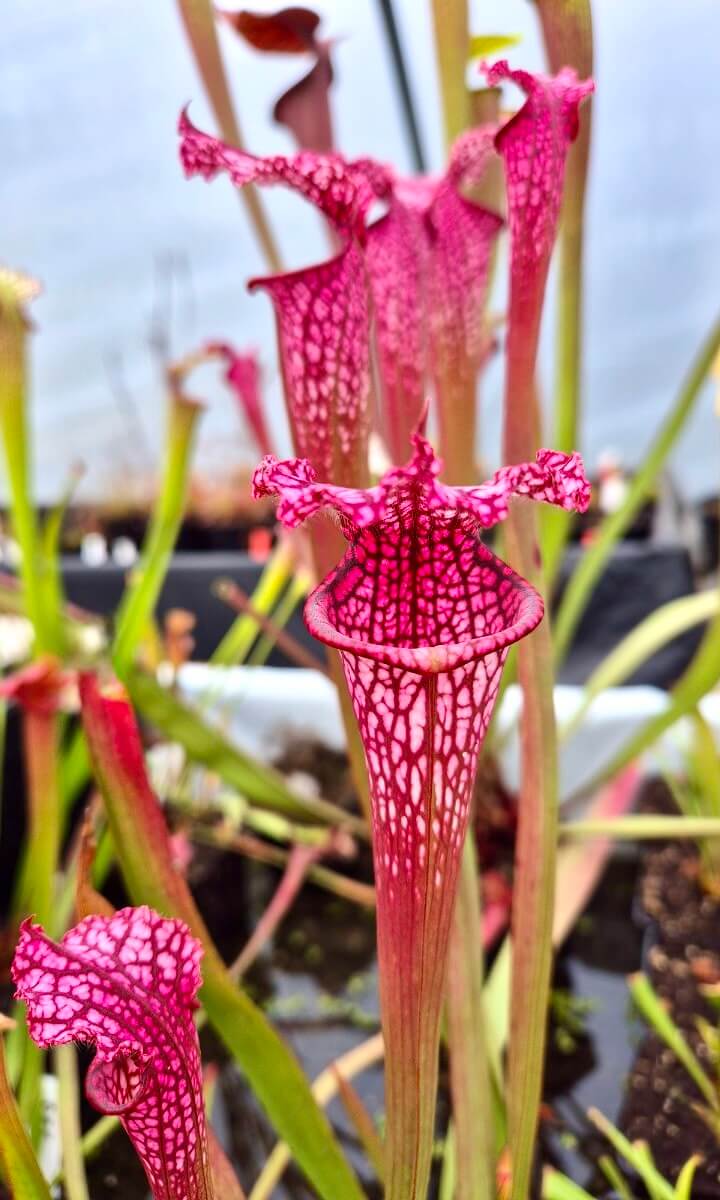 Sarracenia leucophylla "Burgundy" Red & White, Phil Sheridan (L57MK)