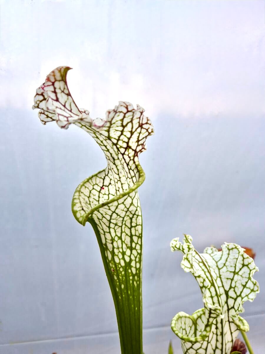 Sarracenia leucophylla citronella, AL, Pubescent
