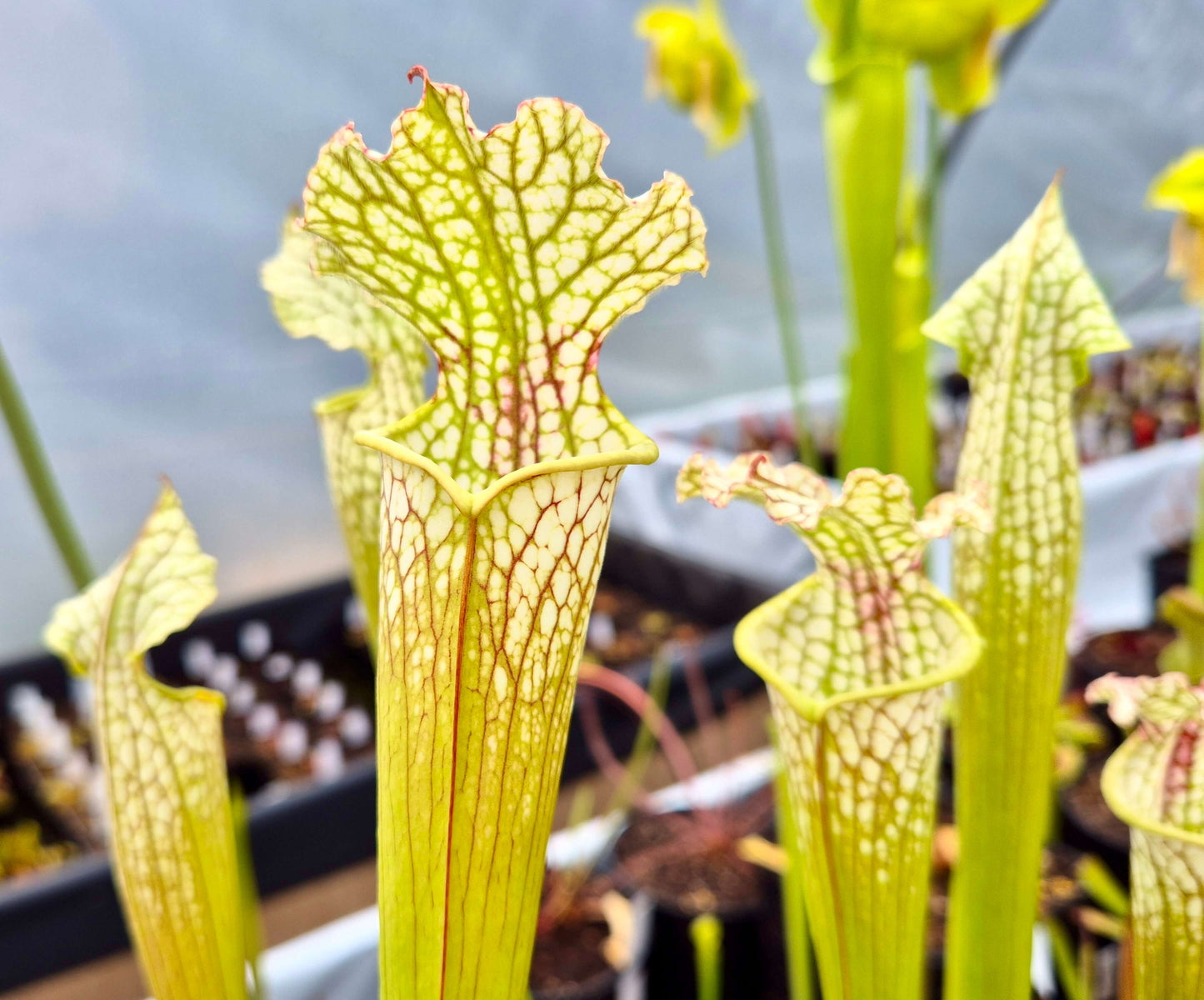 Sarracenia leucophylla x lynda butt CDS#55