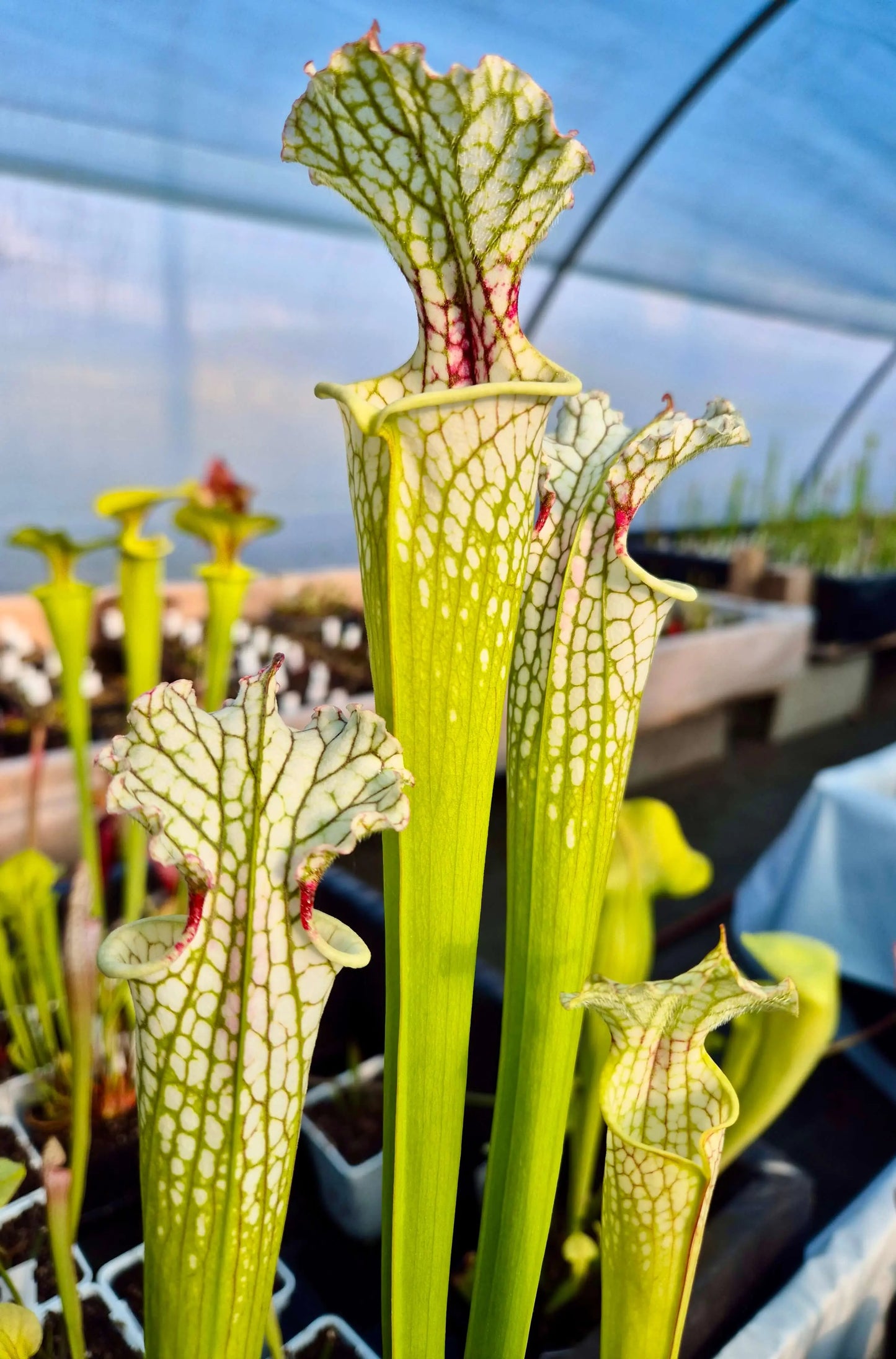 Sarracenia leucophylla x lynda butt (CDS55) CARNIVORE DE SOLOGNE