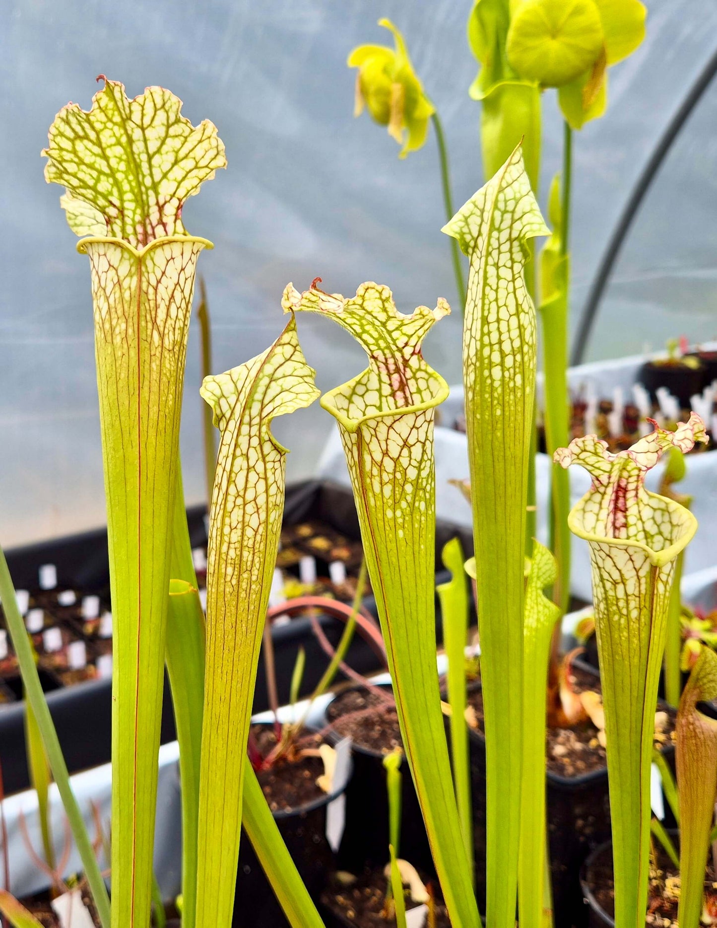 Sarracenia leucophylla