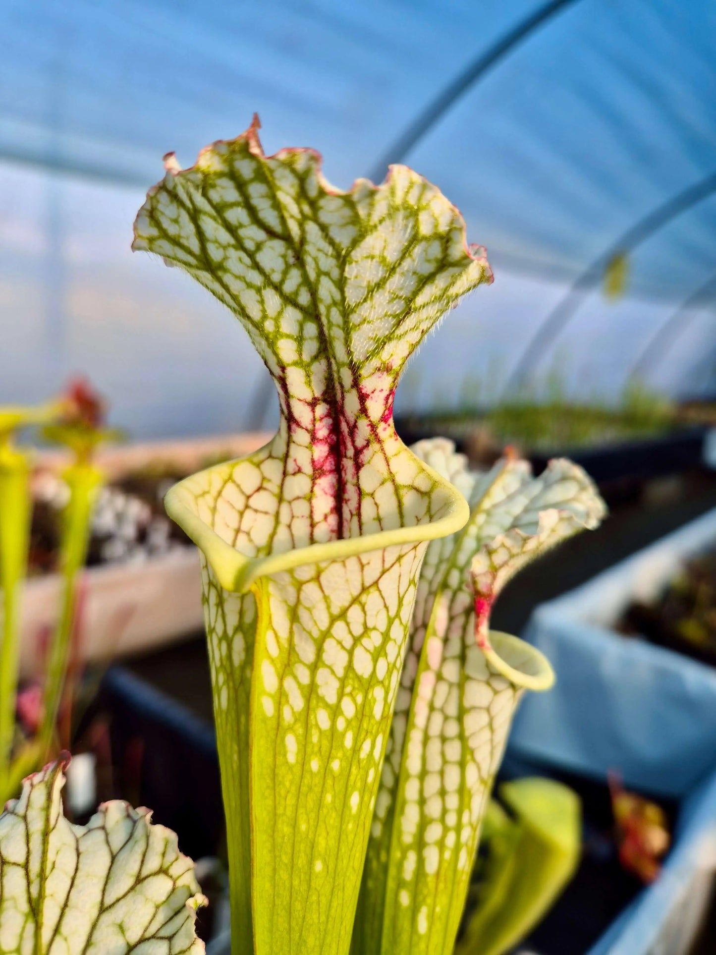 Sarracenia leucophylla x lynda butt (CDS55) CARNIVORE DE SOLOGNE