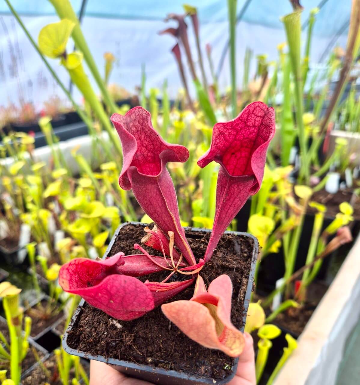 Sarracenia purpurea (CDS77)