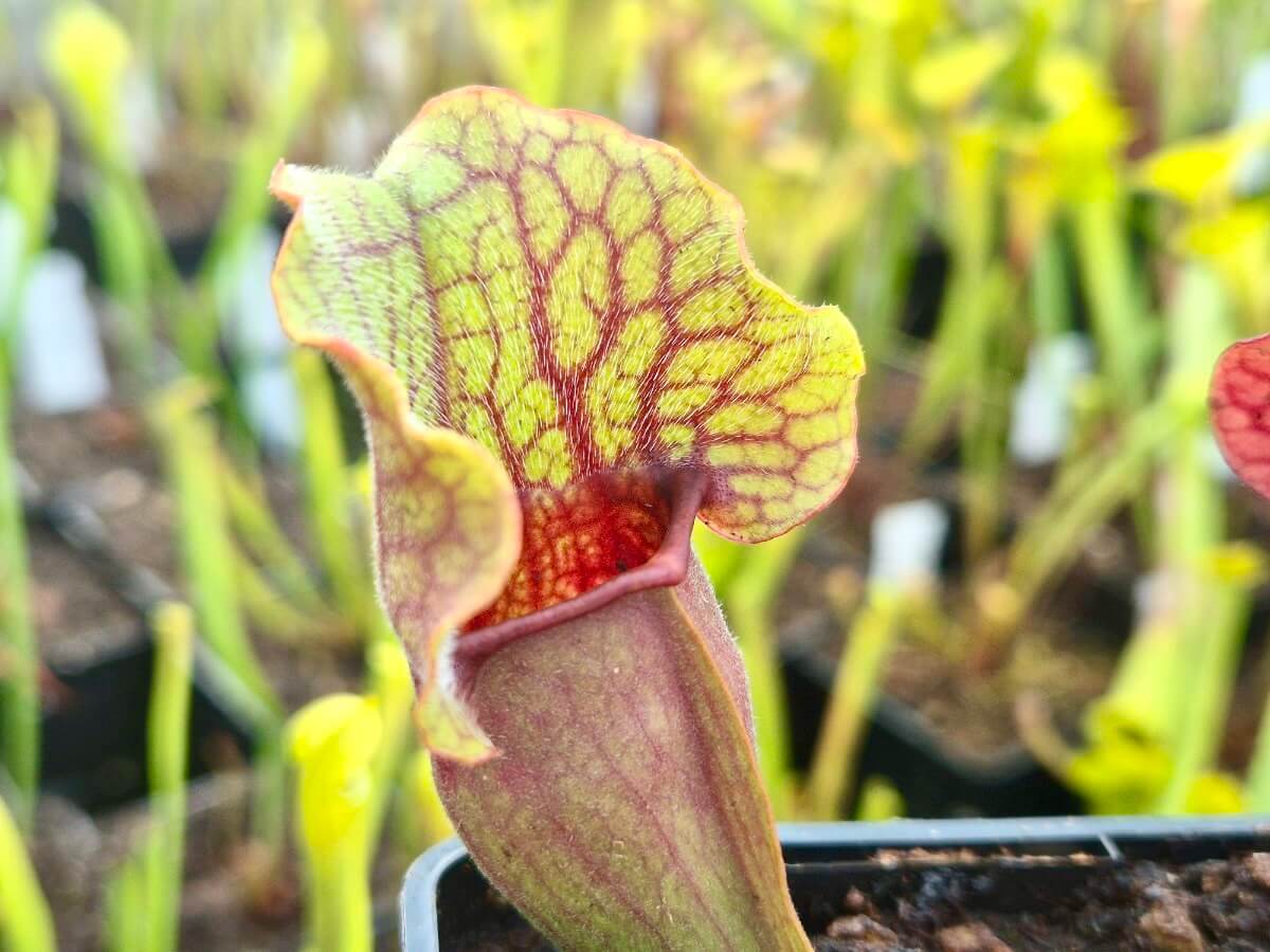 Sarracenia purpurea (CDS77)
