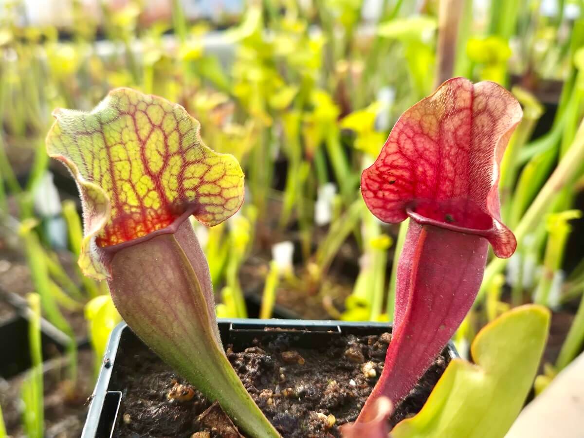 Sarracenia purpurea (CDS77)
