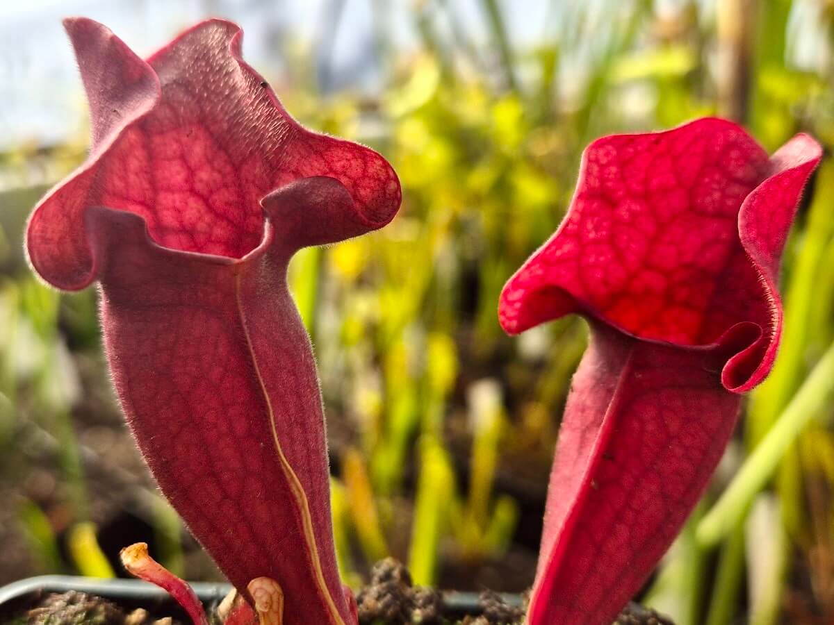 Sarracenia purpurea (CDS77)
