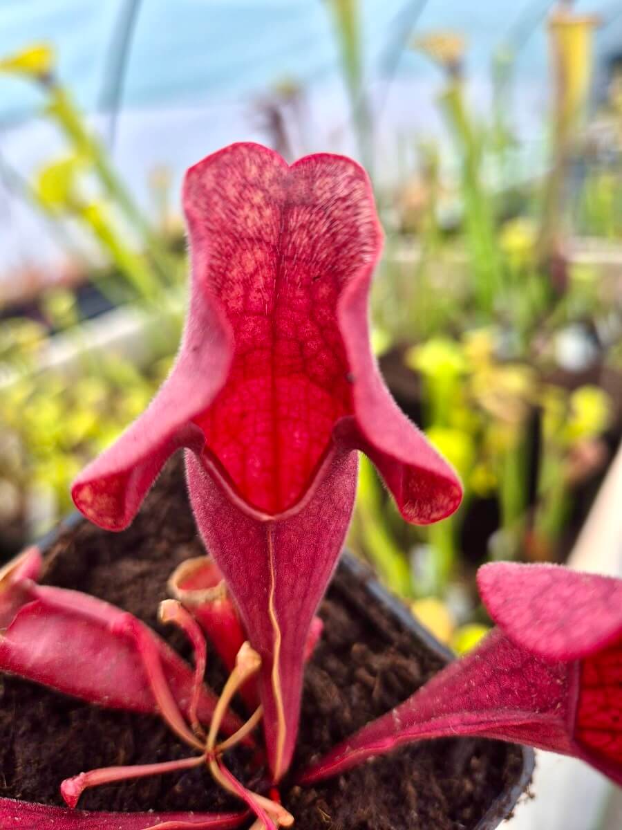 Sarracenia purpurea (CDS77)