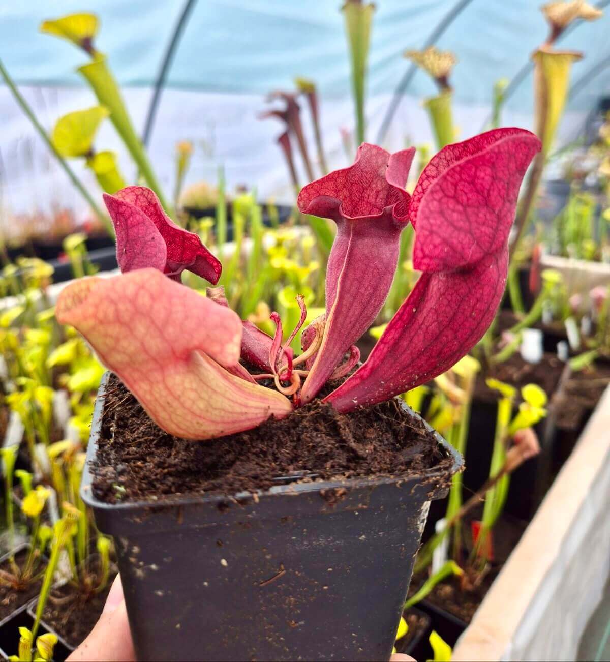 Sarracenia purpurea (CDS77)