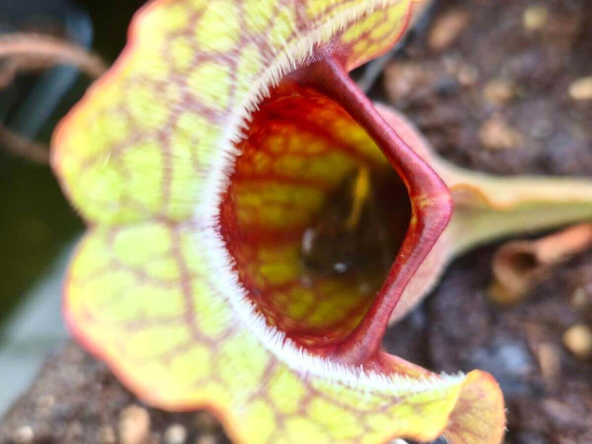 Sarracenia purpurea (CDS77)