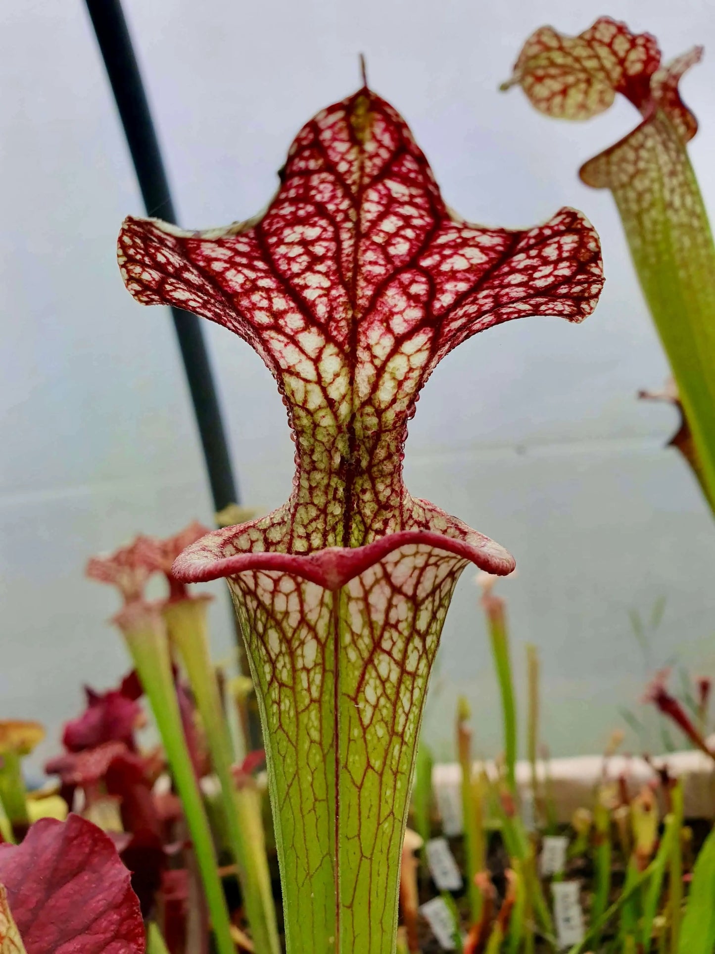 Sarracenia x moorei 'Adrian Slack', MK H113 CARNIVORE DE SOLOGNE