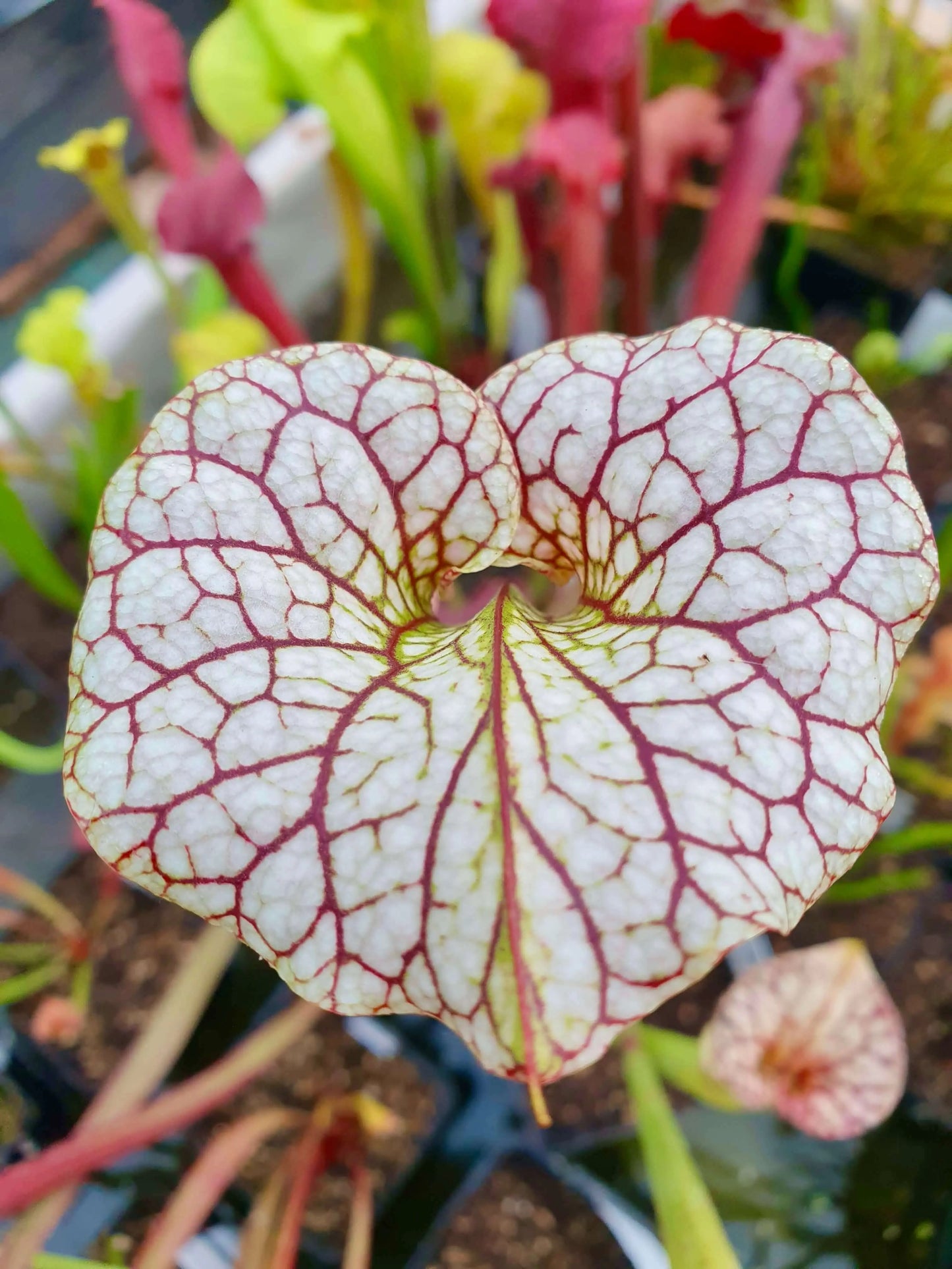 Sarracenia x moorei 'Adrian Slack', MK H113 CARNIVORE DE SOLOGNE