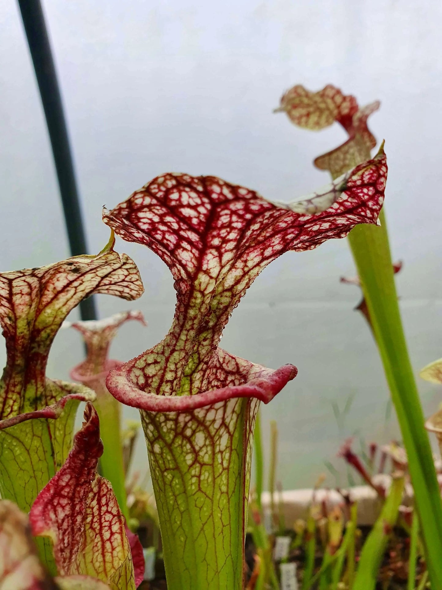 Sarracenia x moorei 'Adrian Slack', MK H113 CARNIVORE DE SOLOGNE