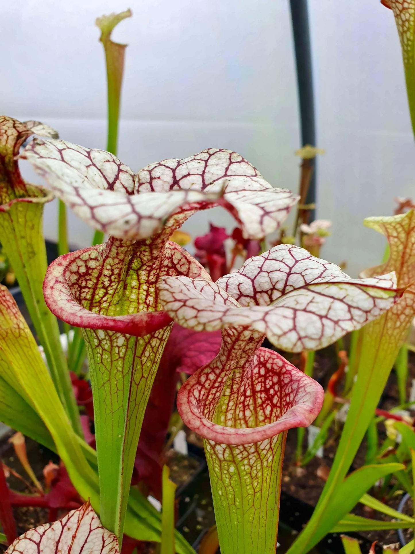 Sarracenia x moorei 'Adrian Slack', MK H113 CARNIVORE DE SOLOGNE