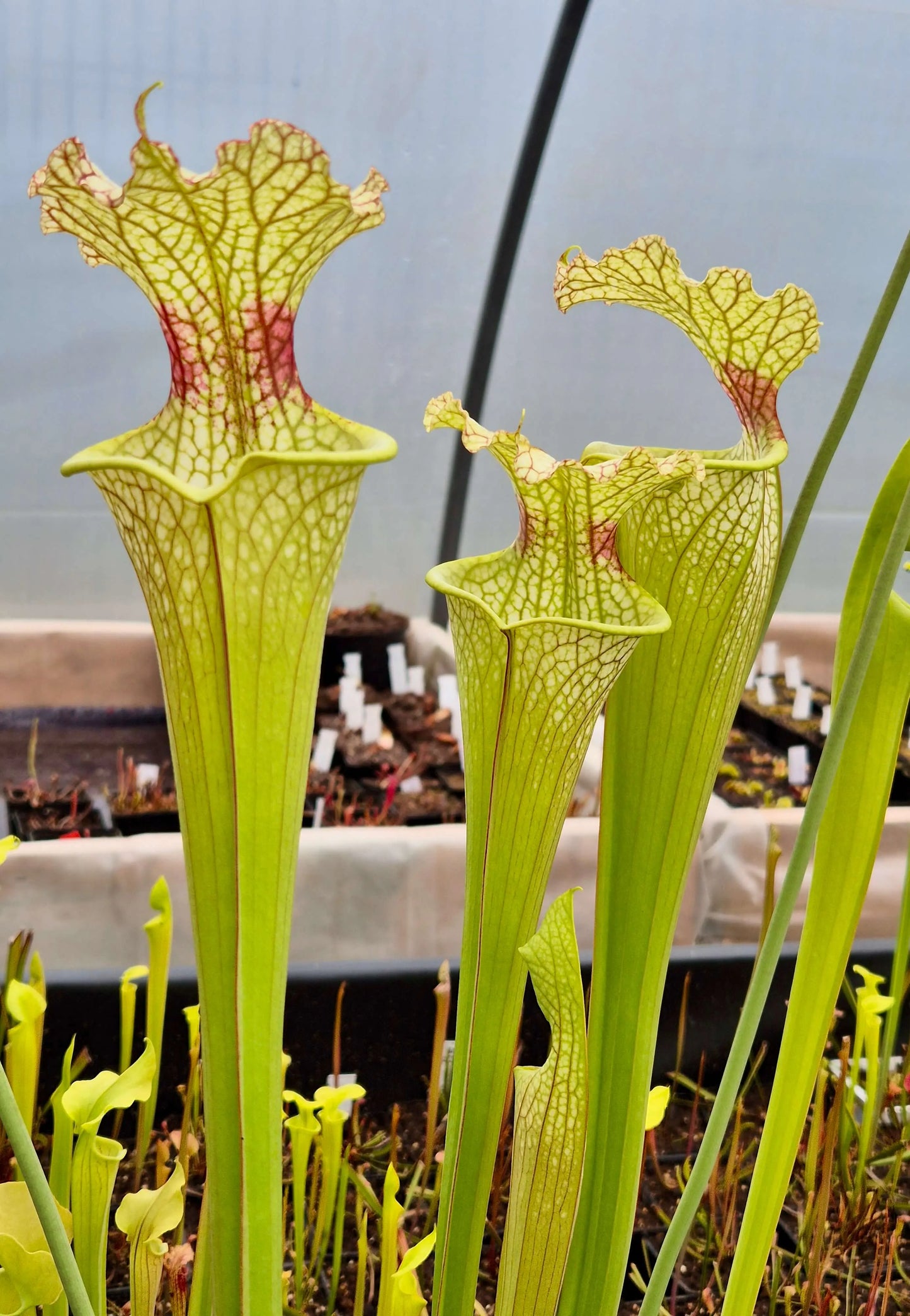 Sarracenia x moorei "Jungle G Blaze" CDS#46 CARNIVORE DE SOLOGNE
