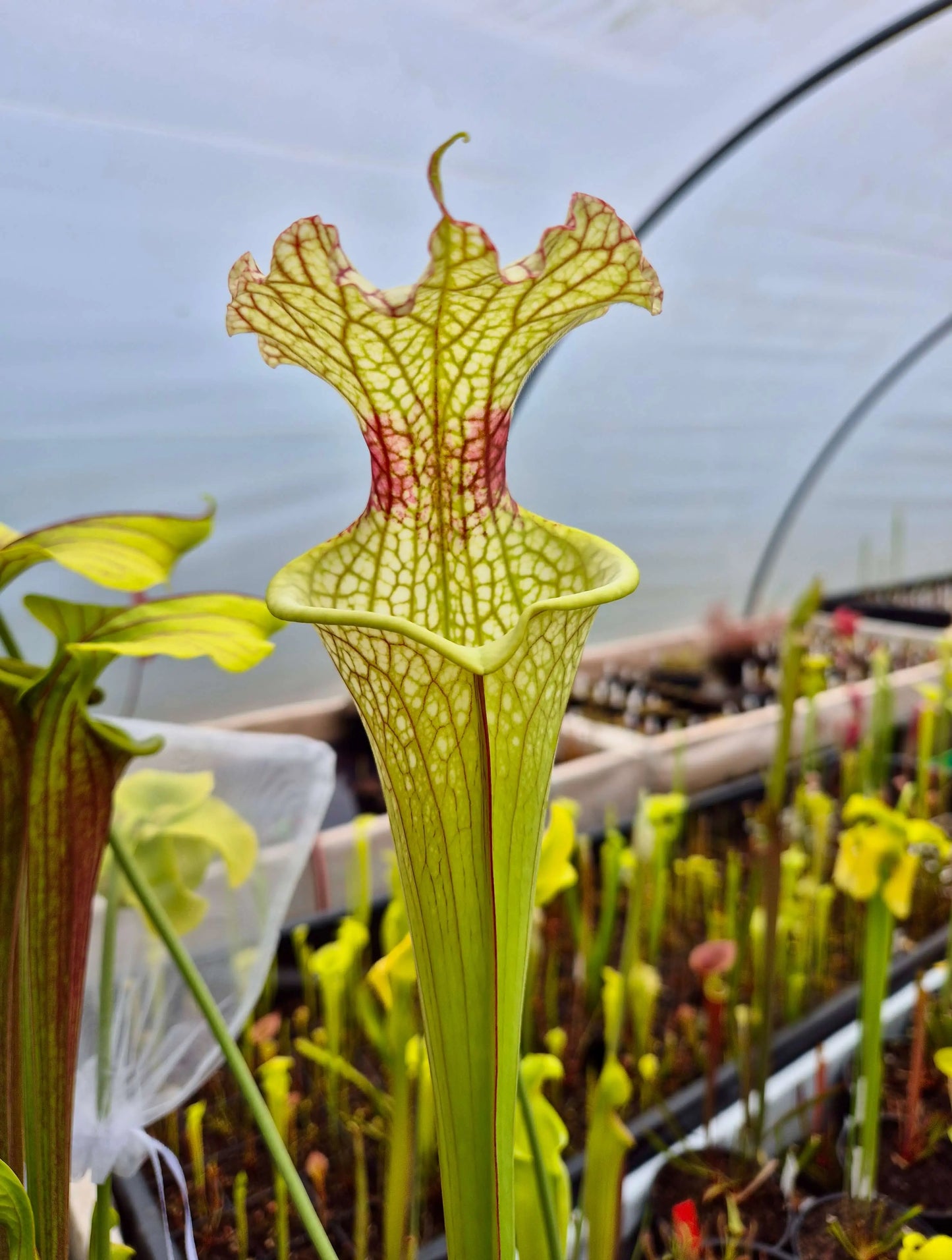 Sarracenia x moorei "Jungle G Blaze" CDS#46 CARNIVORE DE SOLOGNE