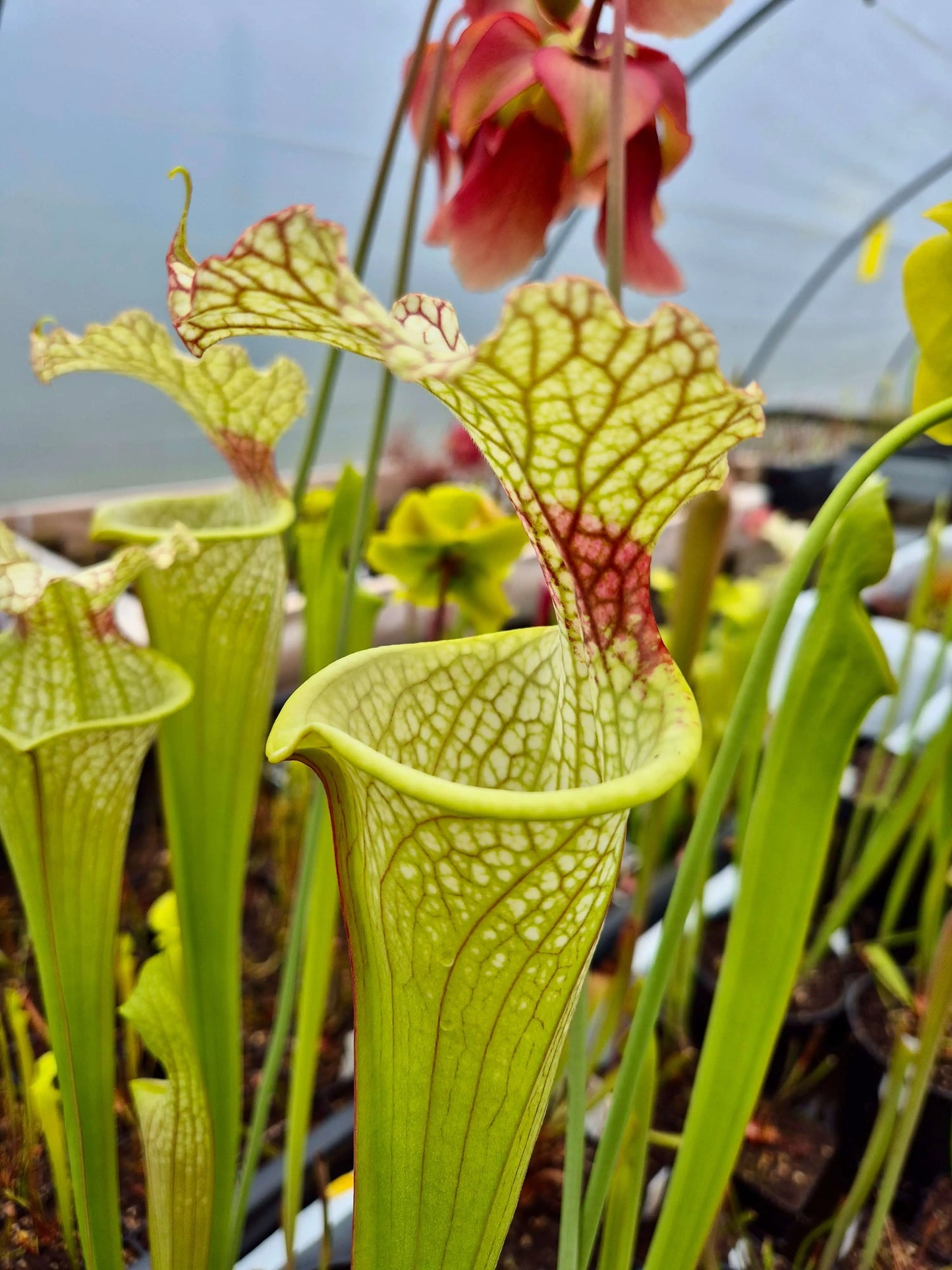 Sarracenia x moorei "Jungle G Blaze" CDS#46 CARNIVORE DE SOLOGNE