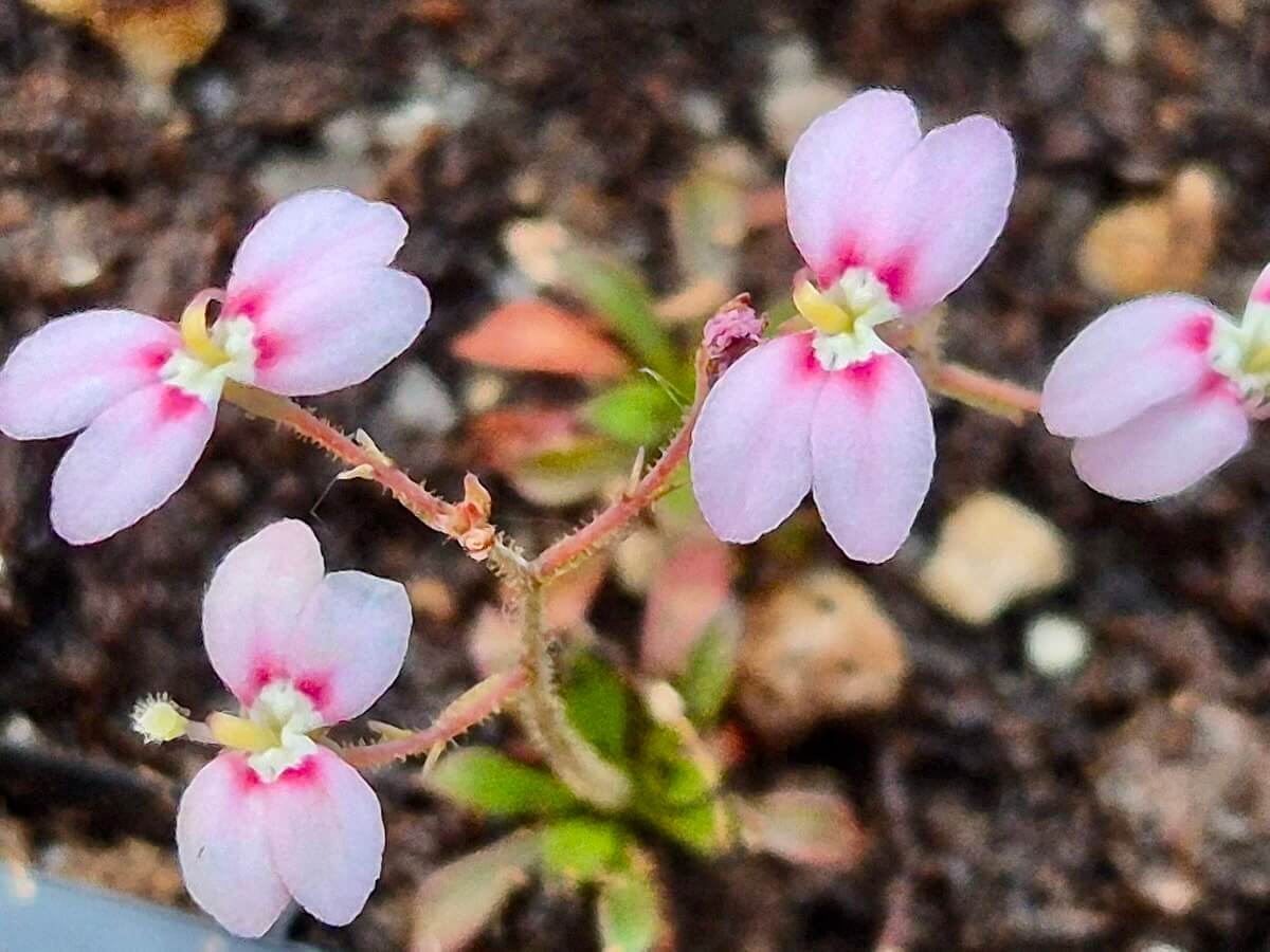 Stylidium caespitosum, fleur à déclencheur