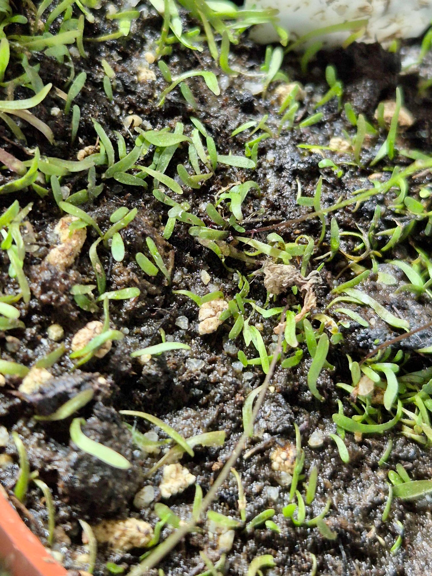 Utricularia 'Betty's Bay'