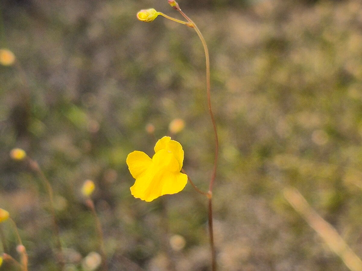 Utricularia subulata, détail des petites fleurs jaunes