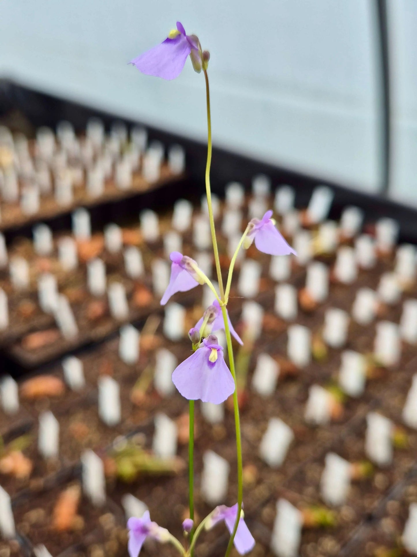 Utricularia dichotoma CARNIVORE DE SOLOGNE