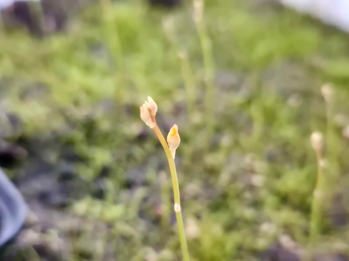 Utricularia fulva