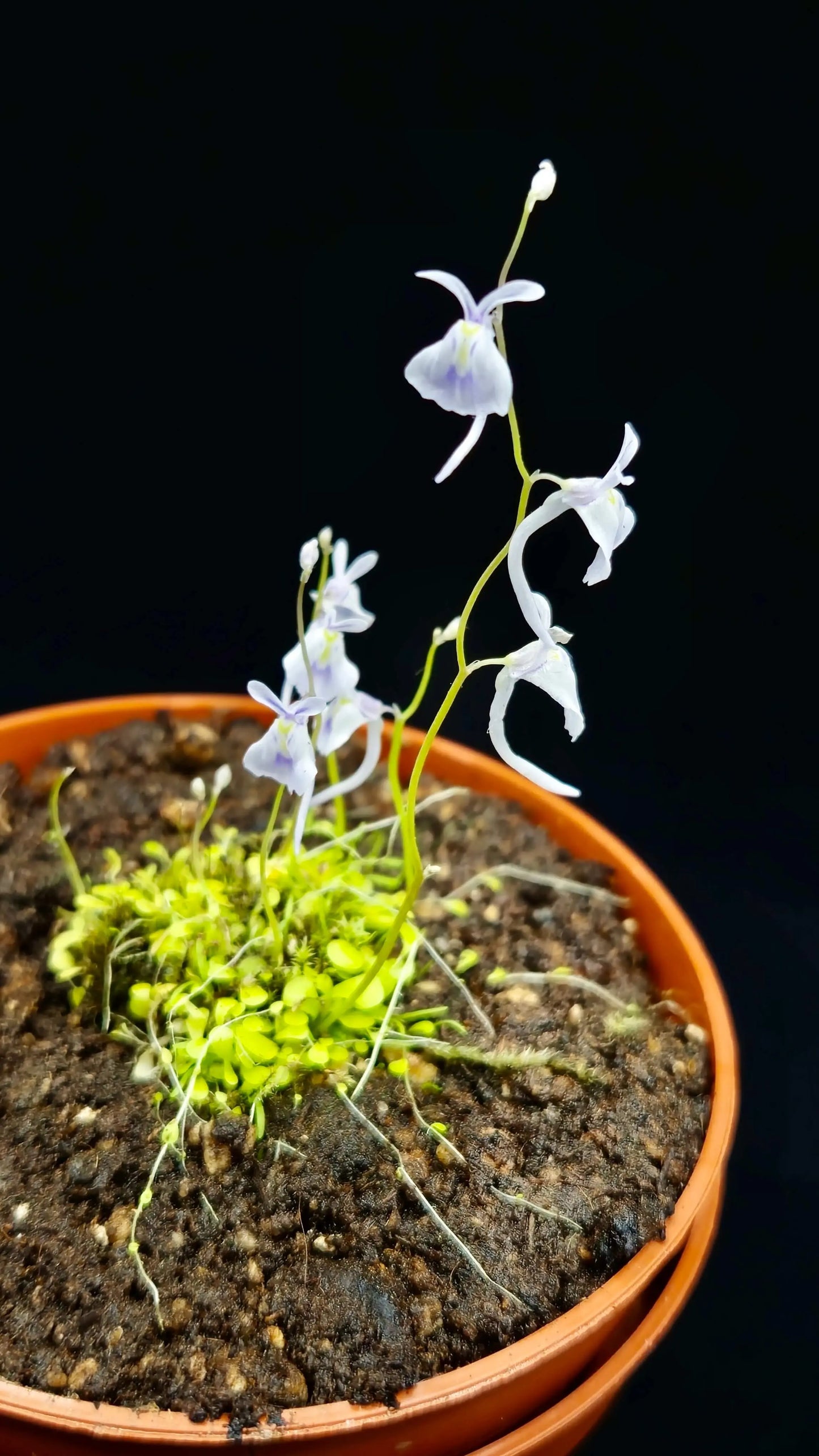 Utricularia sandersonii blue CARNIVORE DE SOLOGNE