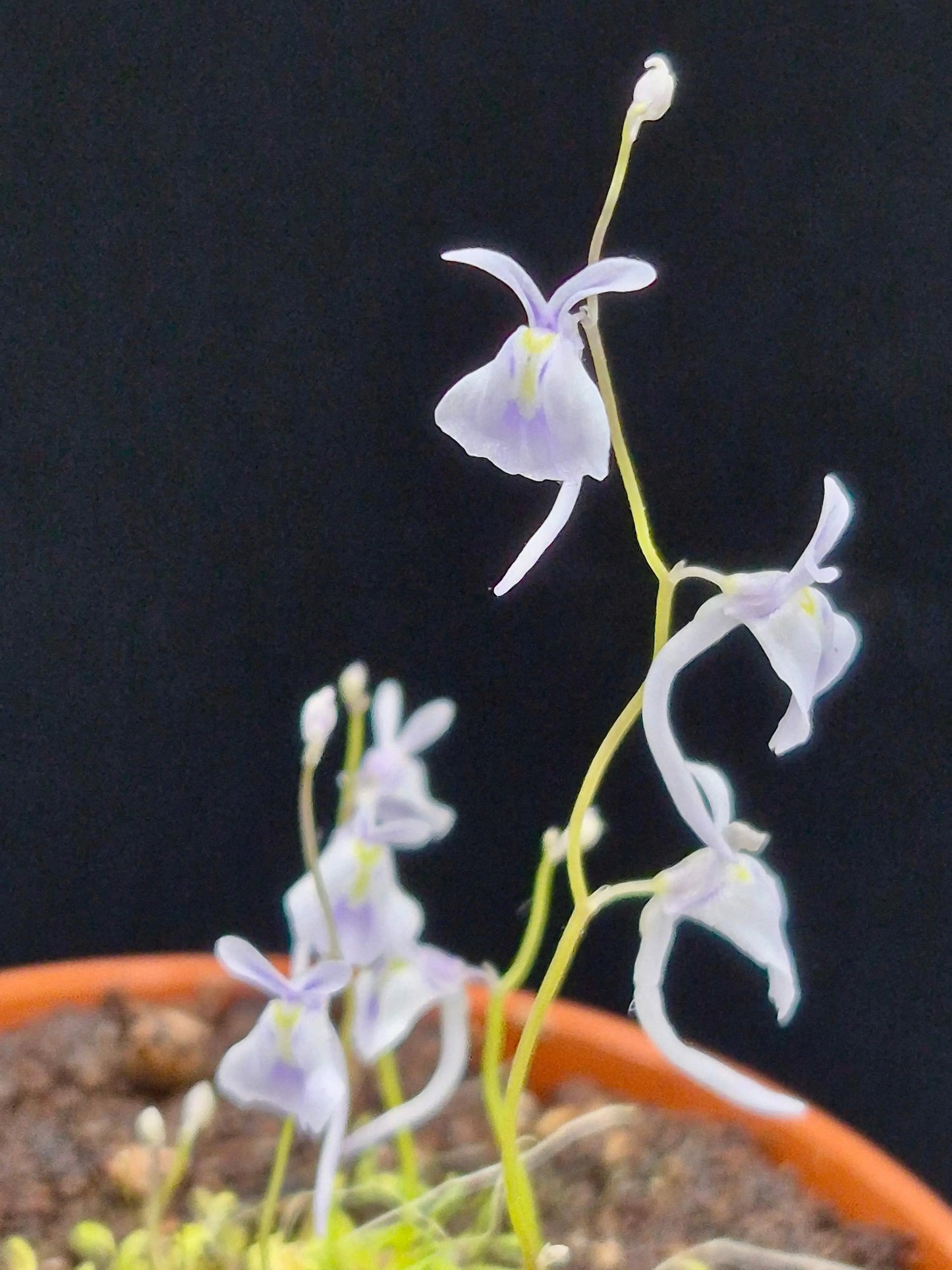 Utricularia sandersonii blue CARNIVORE DE SOLOGNE