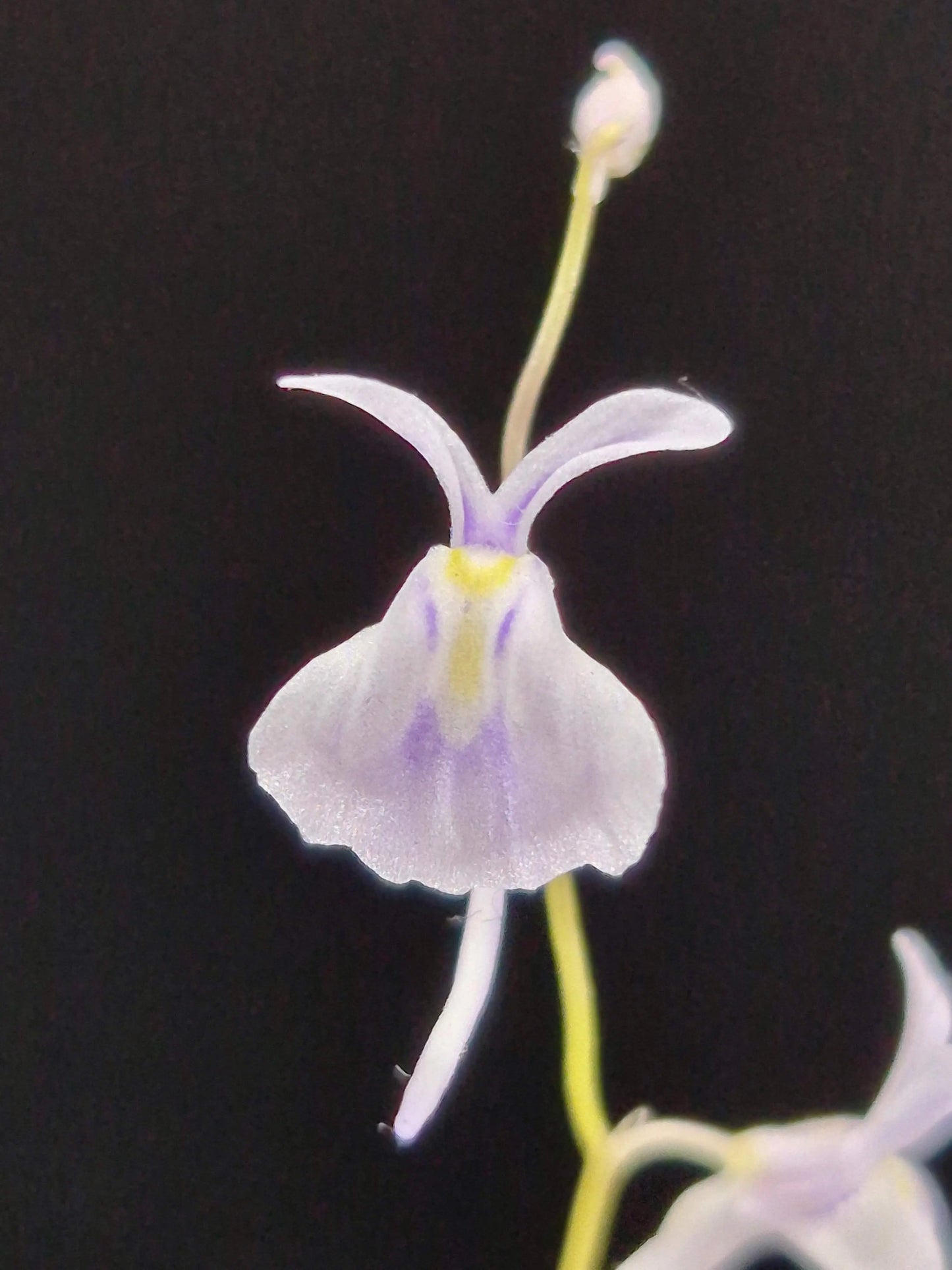 Utricularia sandersonii blue CARNIVORE DE SOLOGNE