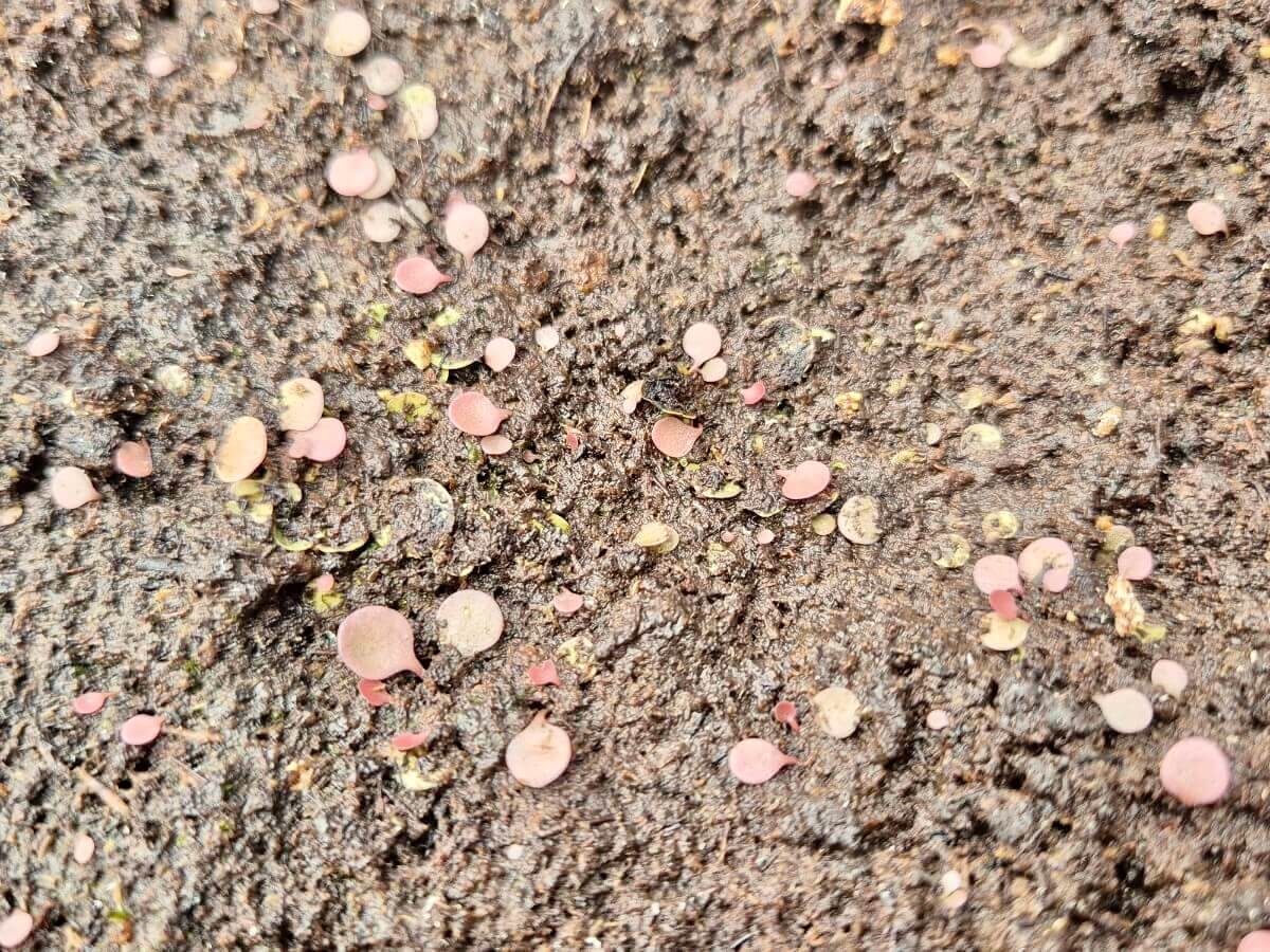 Utricularia tridentata