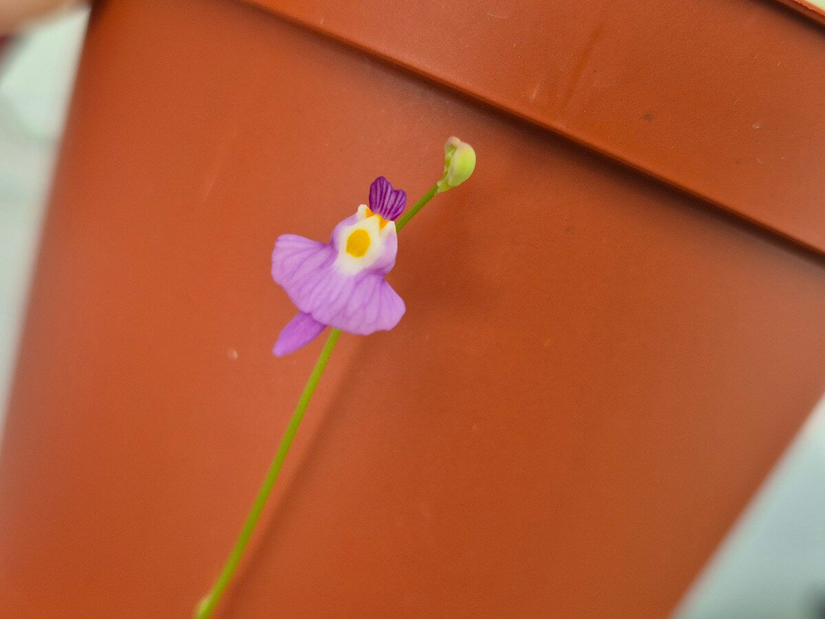 Utricularia warburgii