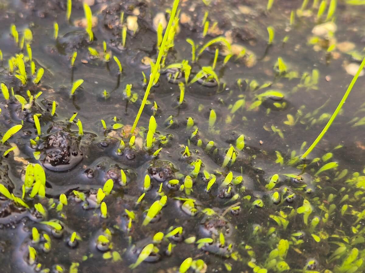 Utricularia warburgii