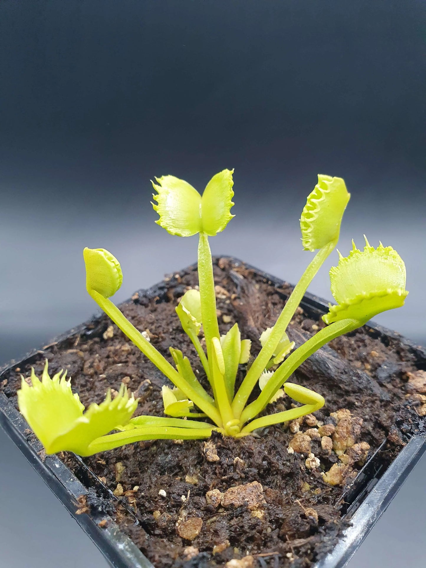 Dionaea muscipula 'Werewolf' CARNIVORE DE SOLOGNE